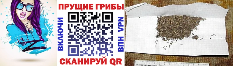 Псилоцибиновые грибы GOLDEN TEACHER  Дербент 